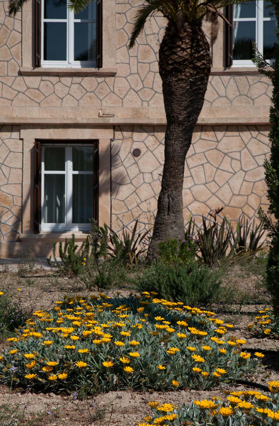 Garden palm trees and greenery