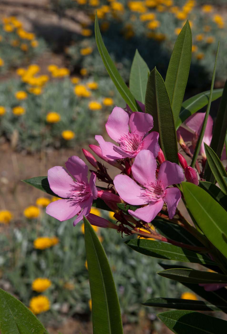 Villa Vithania garden